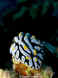 Varicosa wart slug by Cigdem Cooper 